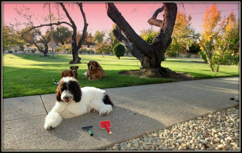 is very different from other dog training companies. Our dog training ...