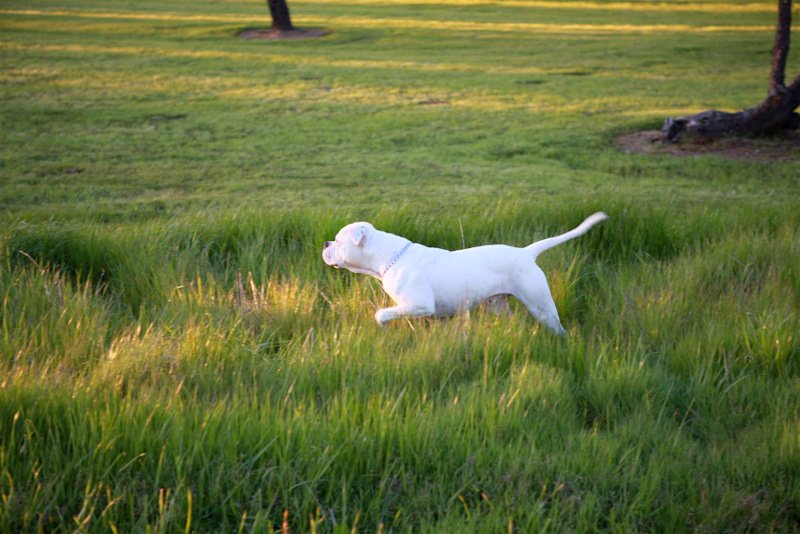 Albino Bulldog-image.