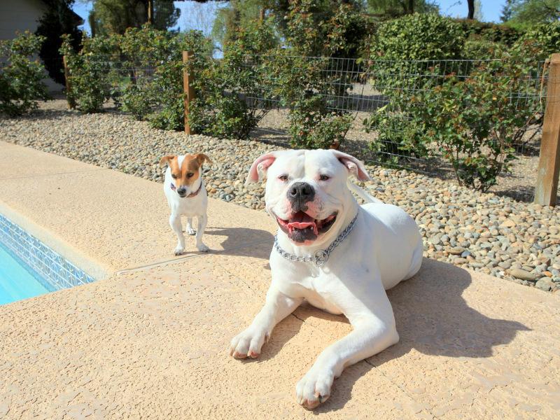Jack Russell and ameican Bulldog by pool-image.