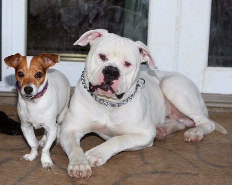 American Bulldog Superdog Service Dogs