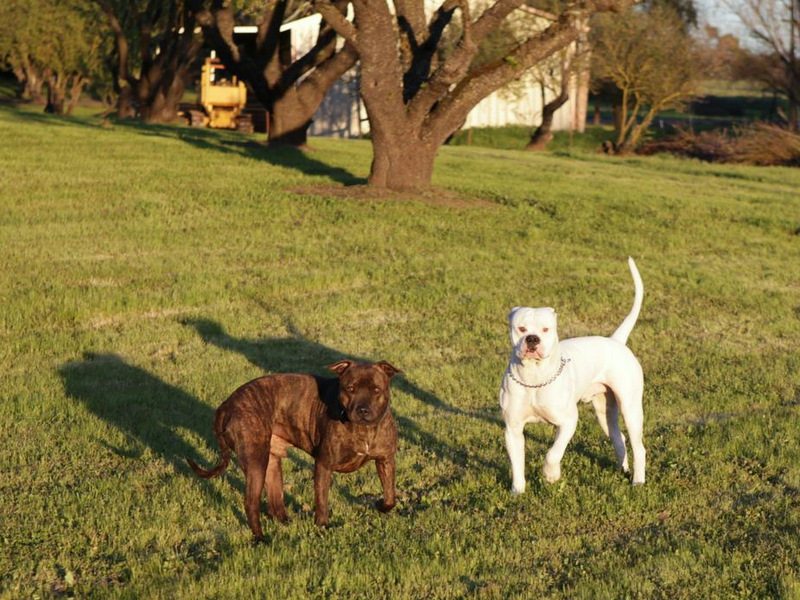Bully breeds making friends with Pit Bulls-image.