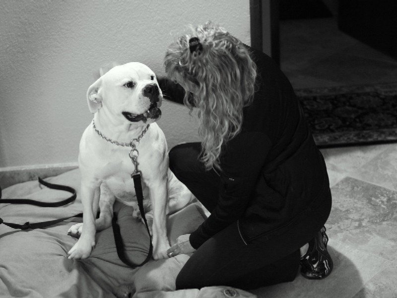 Black and white Bulldog photograph-image.