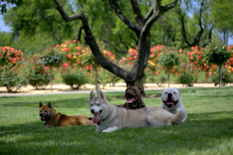 Dogs on a lawn-image.