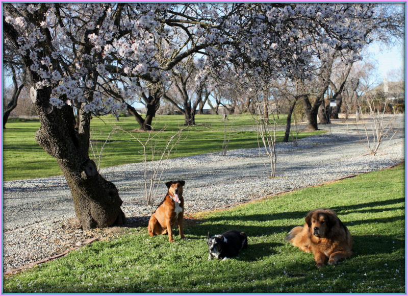 Service Dog Hypnosis