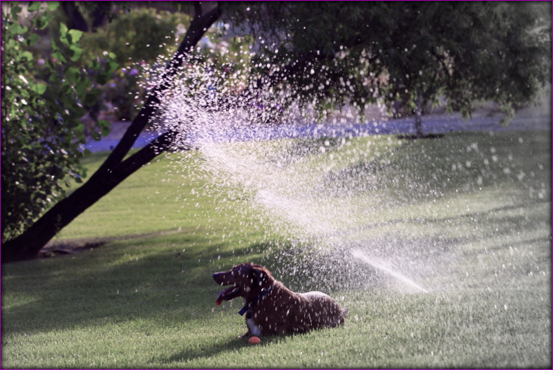 how to hypnotize a dog