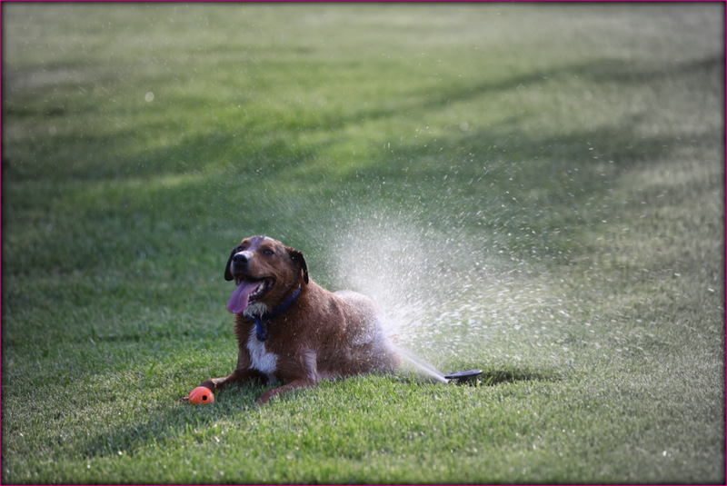 how to hypnotize a dog