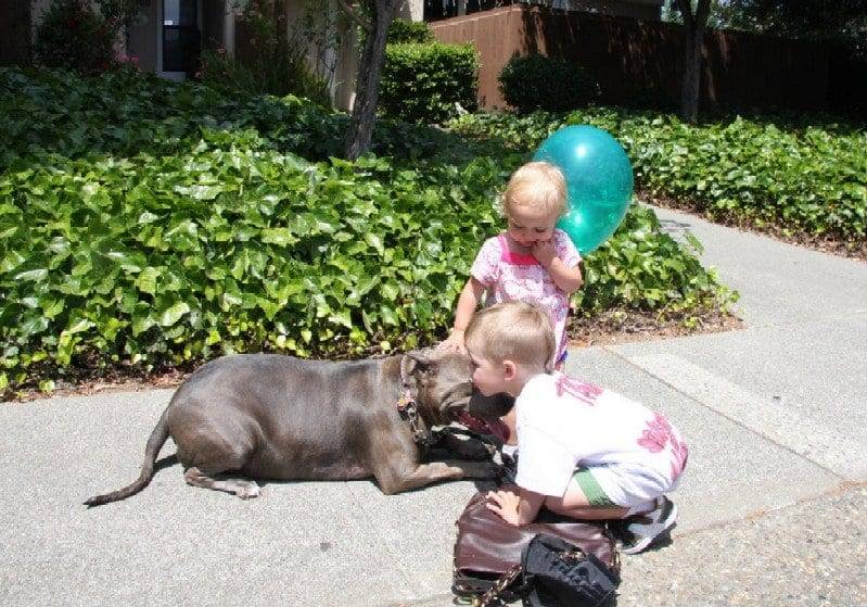 child with pit bull image