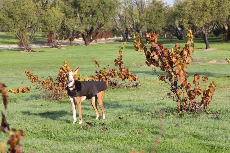 sacramento off leash trainers