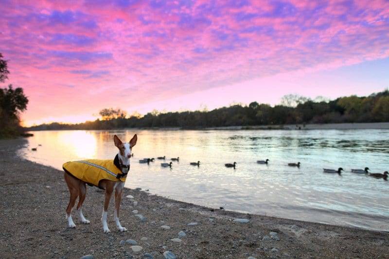 off-leash dog training