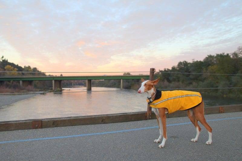 service dog off-leash dog training