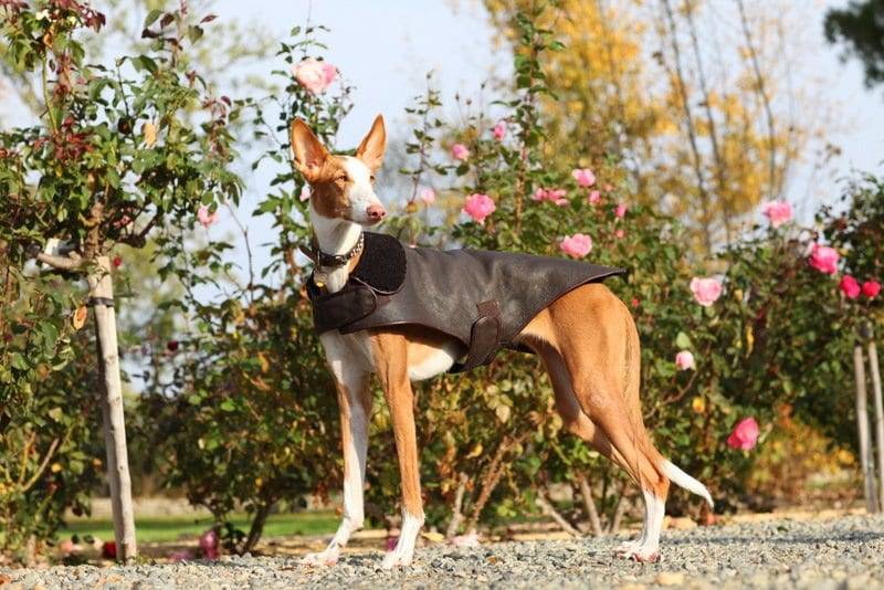 off-leash dog training