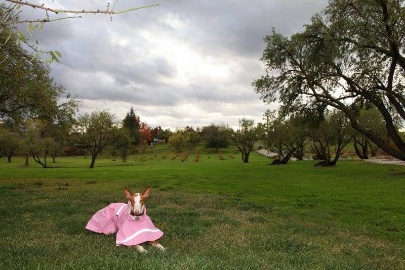 off-leash dog trainers