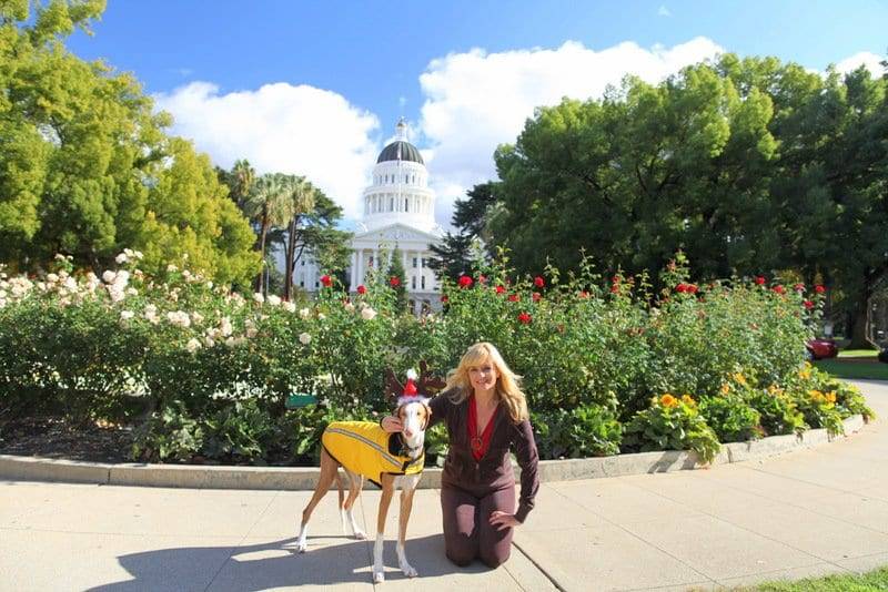 off-leash dog training