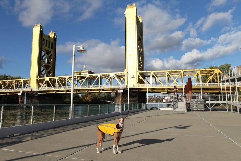 off-leash dog training