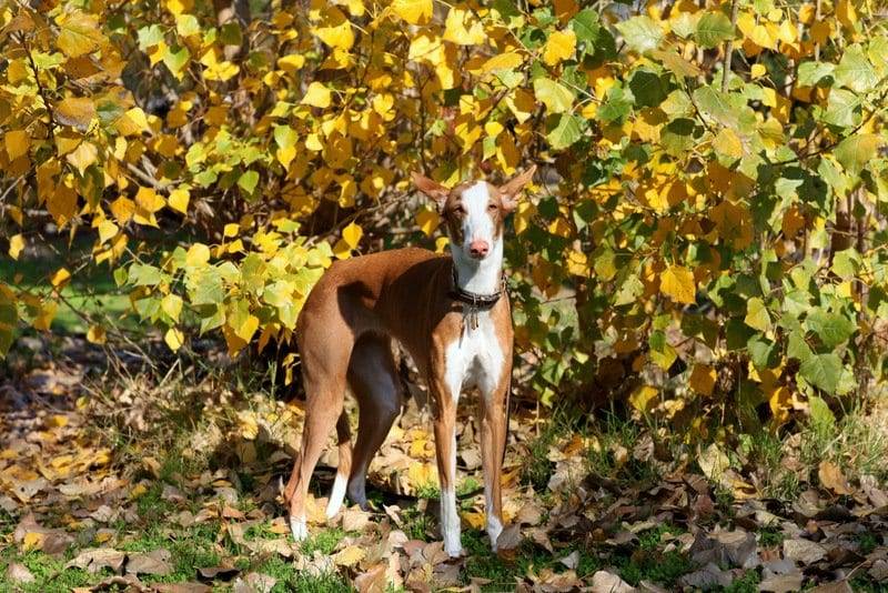 off-leash dog training