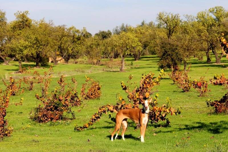 off-leash dog training