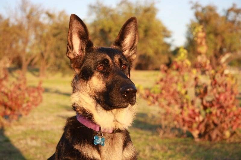 beautiful german shepherd image