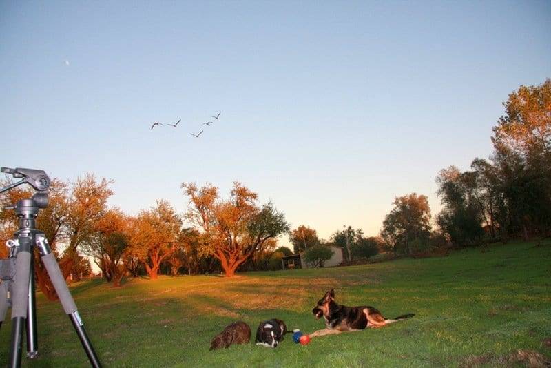 service dog trainer sacramento