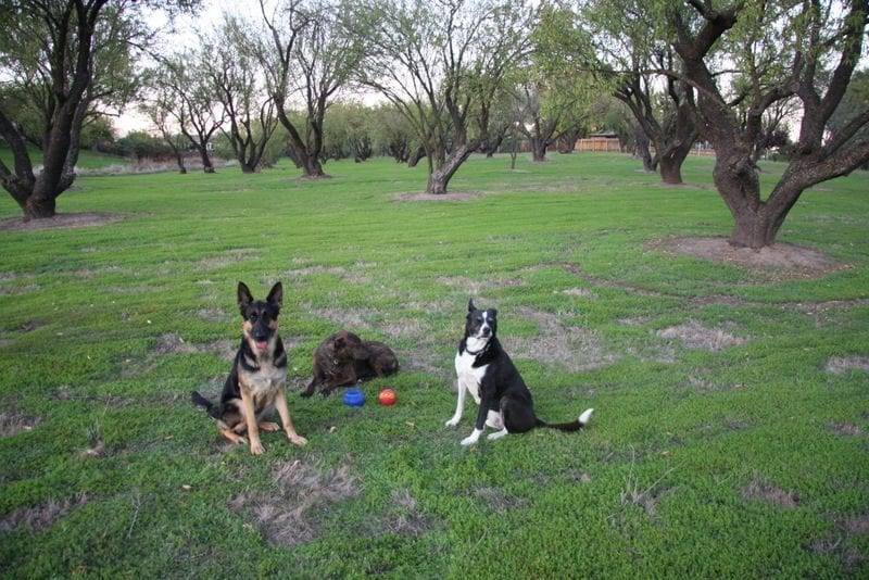 dog boot camp sacramento