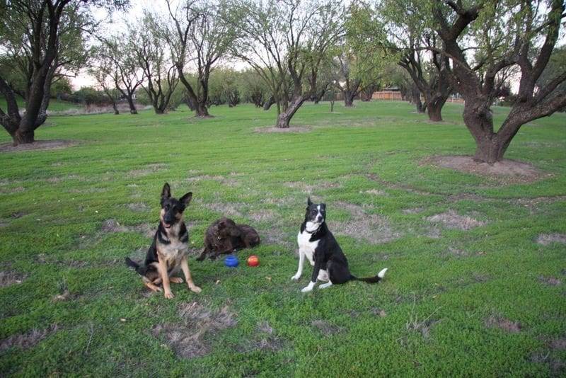 dog boot camp in sacramento