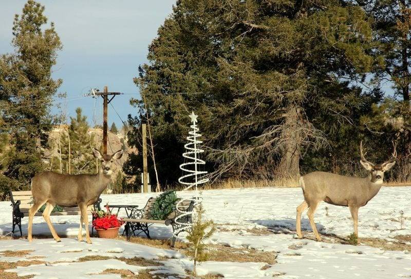 deer in colorado