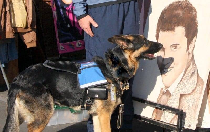 german shepherd service dog training