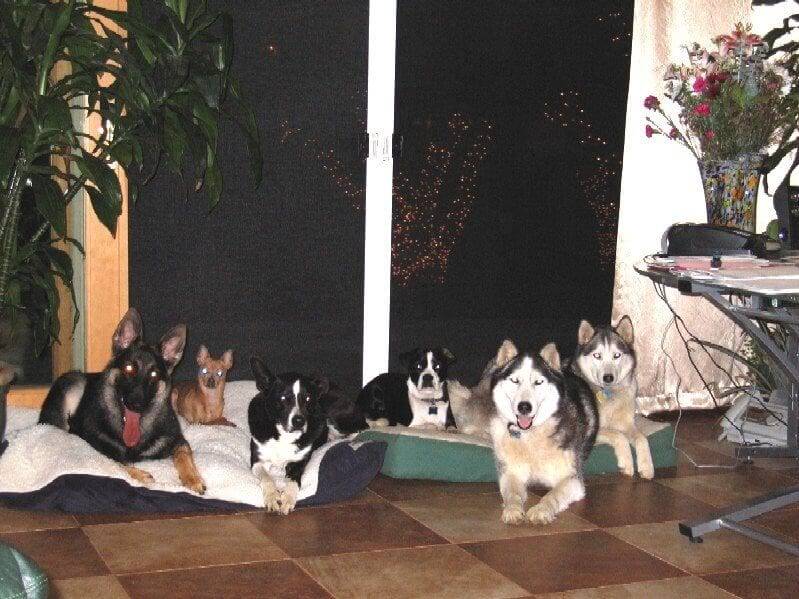 Best method for dog training in sacramento