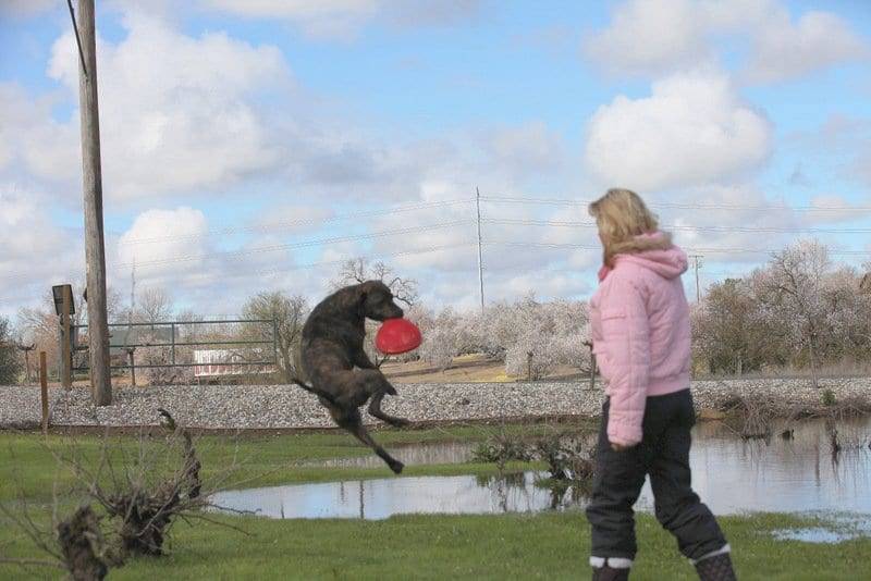 dog catching frisbee image