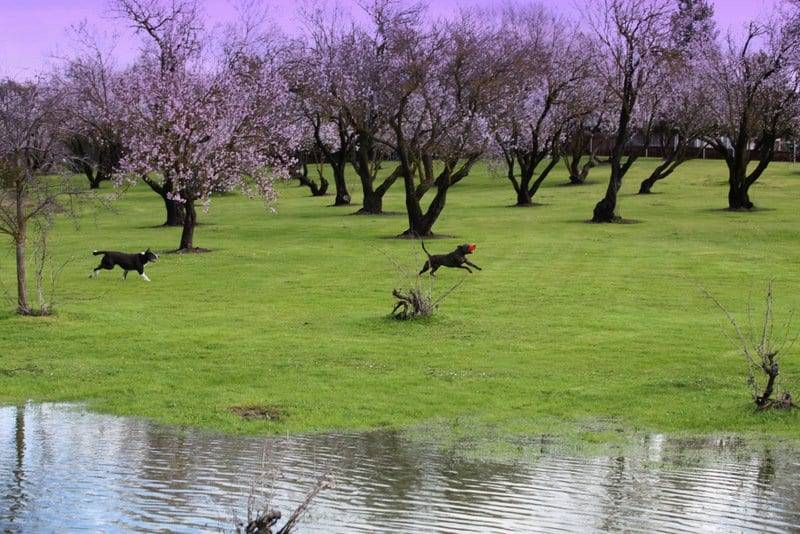 dogs chasing frisbee image