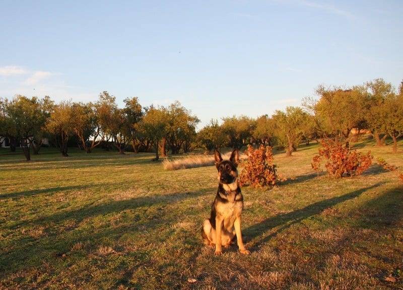 service dog sacramento