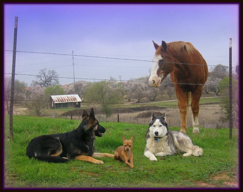 Horse and dogs that are obedience trained to assist those with disabilities
