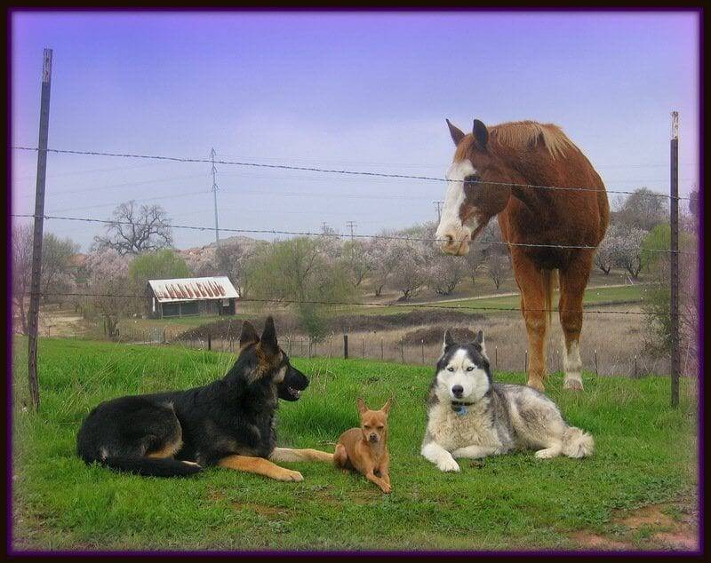 dog training sacramento