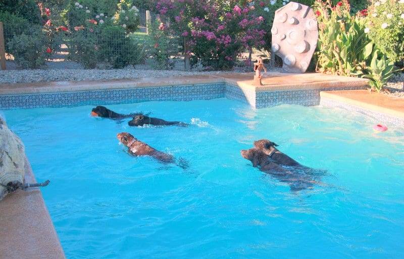 dogs swimming image