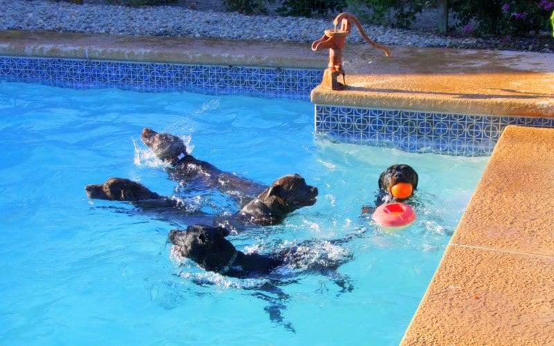 fetch in the pool image