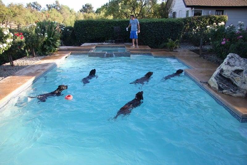swimming dogs image