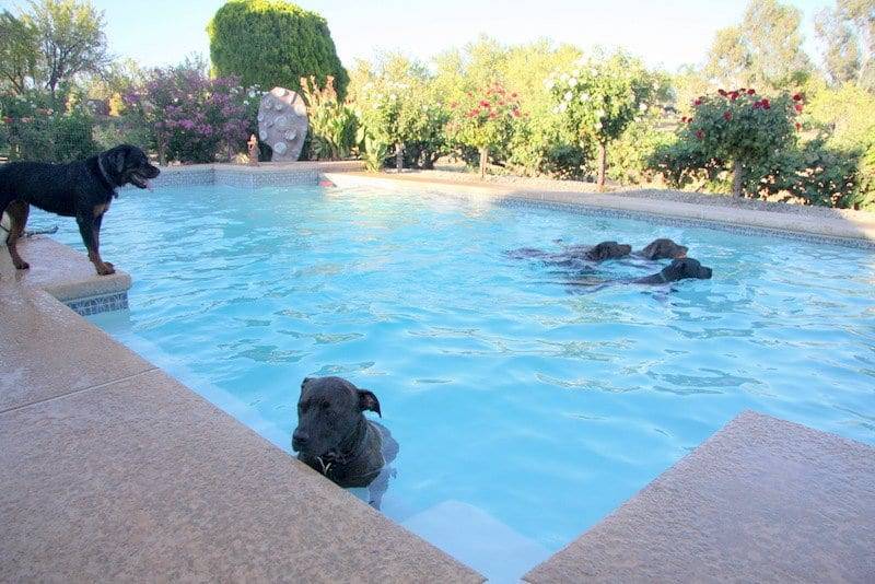 dogs in the pool image