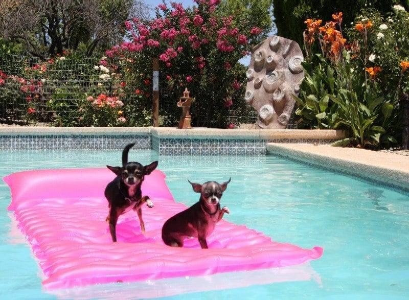 chihuahuas in the pool image