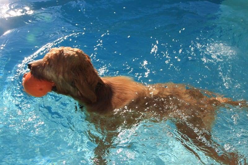 Goldendoodle swimming