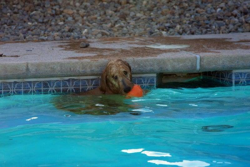 GOLDENDOODLE IN THE POOL