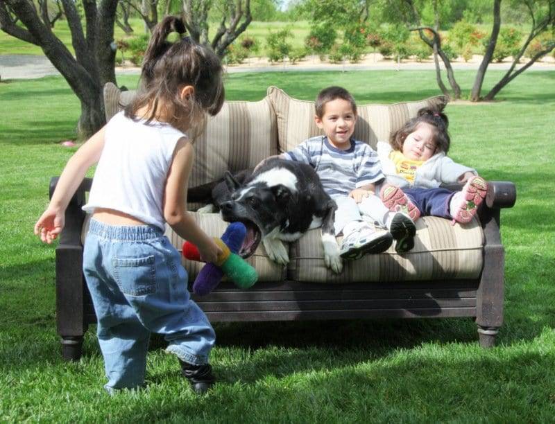 children and dogs image