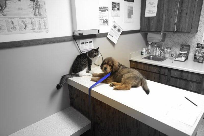 Puppy Training Near Me