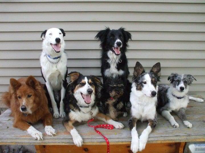 Multiple Dogs Household