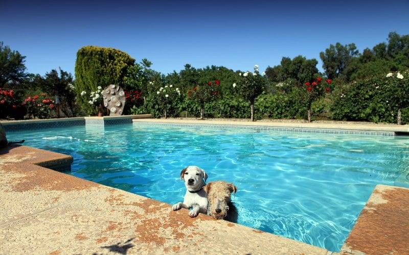 Dogs in the Pool image