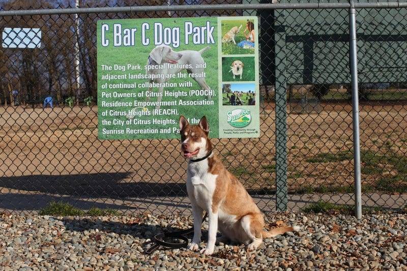 C Bar C Dog Park 