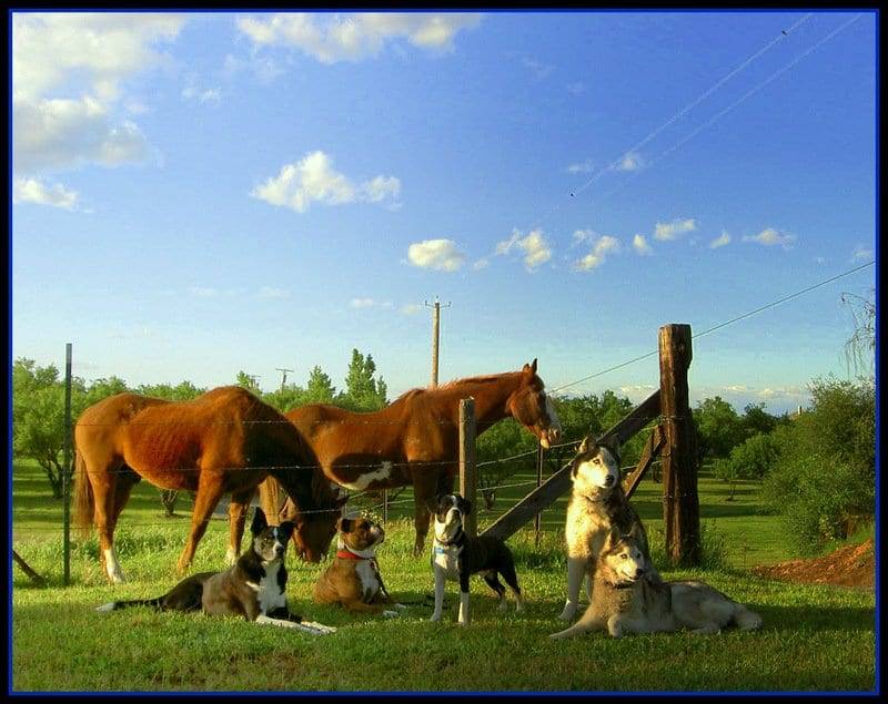 Dogs trained around horses