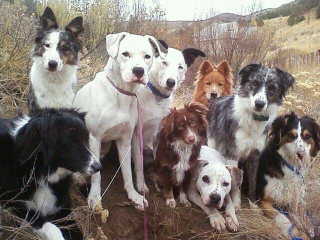 Multiple Dogs Household