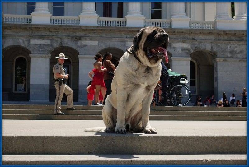 Dog Training at the California State Capitol in Sacramento