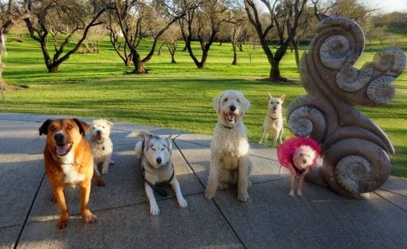 SERVICE DOG TRAINING NEAR ME Service Dog School Of America