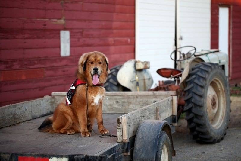 dog boot camp near me