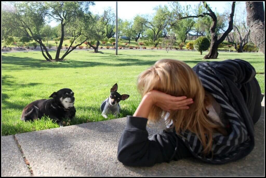 canines dog training in sacramento